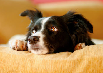 6 façons dont le stress affecte la santé de votre chien