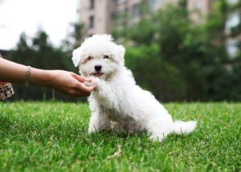 6 façons pour vous et votre animal de donner en retour