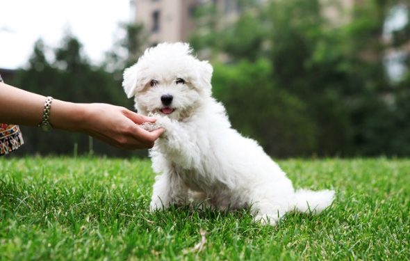 6 façons pour vous et votre animal de donner en retour
