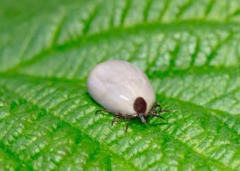 6 faits effrayants sur la maladie de Lyme chez les chiens