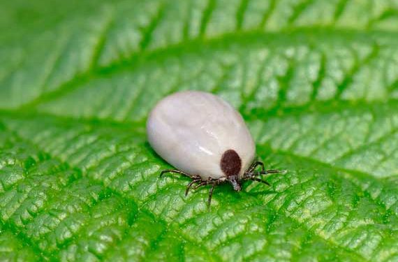 6 faits effrayants sur la maladie de Lyme chez les chiens