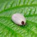 6 faits effrayants sur la maladie de Lyme chez les chiens