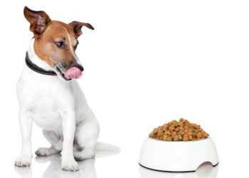 6 idées de friandises saines pour les chiens