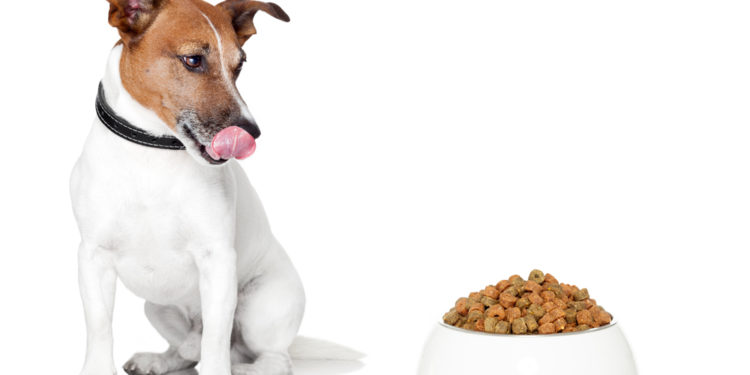 6 idées de friandises saines pour les chiens