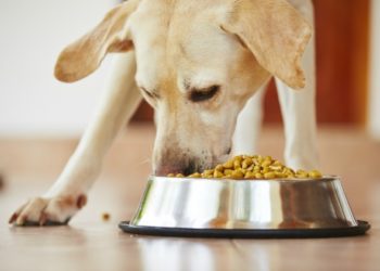 6 signes qu’il est temps de changer la nourriture de votre chien