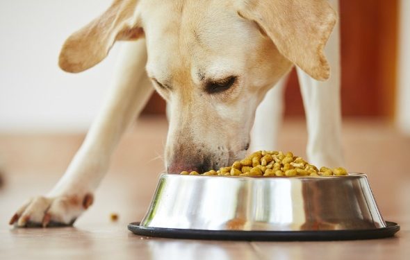 6 signes qu’il est temps de changer la nourriture de votre chien