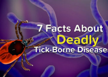 7 faits sur les maladies mortelles transmises par les tiques