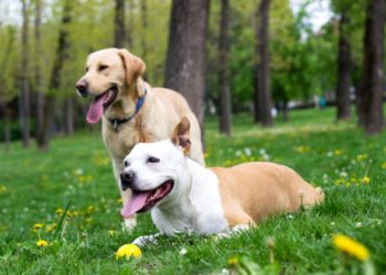 9 façons d’empêcher les puces de mordre votre chien, du shampooing aux puces aux aspirateurs