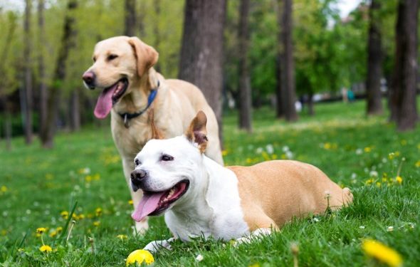 9 façons d’empêcher les puces de mordre votre chien, du shampooing aux puces aux aspirateurs