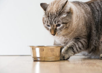 Chat ne mange pas?  Peut-être que votre nourriture pour animaux sent ou a mauvais goût