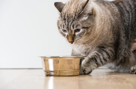 Chat ne mange pas? Peut-être que votre nourriture pour animaux sent ou a mauvais goût