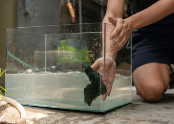 Comment nettoyer facilement un bocal à poisson ou un aquarium