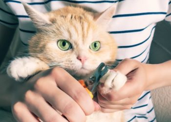 Comment s’arrêter avant de frapper le rapide