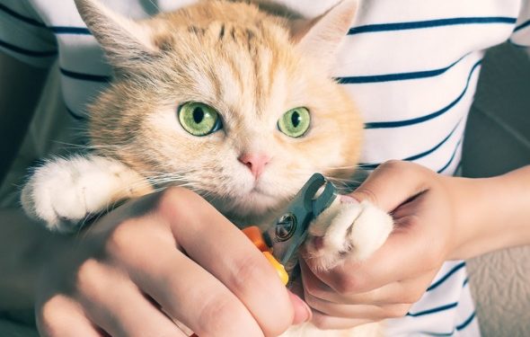 Comment s’arrêter avant de frapper le rapide