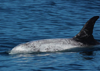 Le dauphin de Risso – Faits, informations et photos