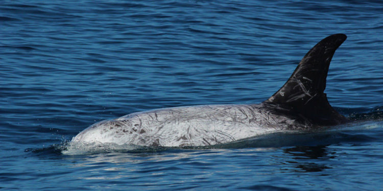 Le dauphin de Risso – Faits, informations et photos