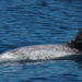 Le dauphin de Risso – Faits, informations et photos