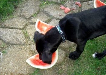 Les chiens peuvent-ils manger de la pastèque?  Graines et croûte?  La pastèque est-elle bonne pour les chiens?