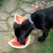 Les chiens peuvent-ils manger de la pastèque?  Graines et croûte?  La pastèque est-elle bonne pour les chiens?