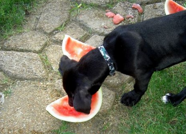 les chiens peuvent-ils manger du zeste de pastèque
