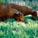 Les chiens peuvent-ils manger de l’herbe?  Pourquoi les chiens mangent-ils de l’herbe?