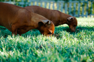 les chiens peuvent-ils manger de l'herbe