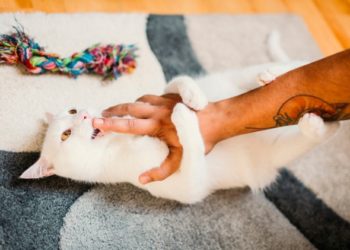 Les morsures d’amour de chat: que signifient-elles?