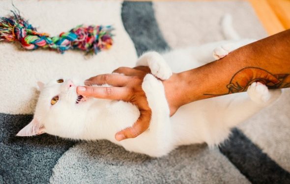 Les morsures d’amour de chat: que signifient-elles?