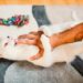 Les morsures d’amour de chat: que signifient-elles?