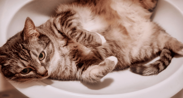 Pourquoi les chats aiment-ils traîner dans les éviers?