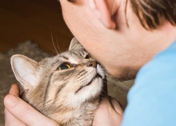 Pourquoi les chats se cognent la tête?