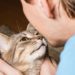 Pourquoi les chats se cognent la tête?