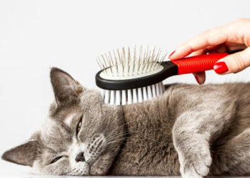 Problèmes de boules de poils de chat?  Apprenez pourquoi ils se produisent et comment aider