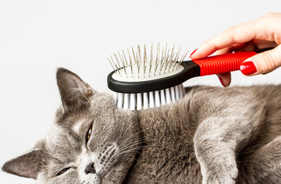 Problèmes de boules de poils de chat?  Apprenez pourquoi ils se produisent et comment aider