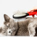 Problèmes de boules de poils de chat?  Apprenez pourquoi ils se produisent et comment aider
