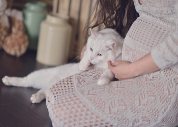 Problèmes de toxoplasmose | Précautions pour les femmes enceintes | Litière pour chats