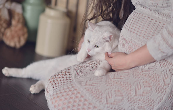 Problèmes de toxoplasmose |  Précautions pour les femmes enceintes |  Litière pour chats