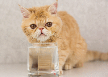 Que souhaitez-vous savoir