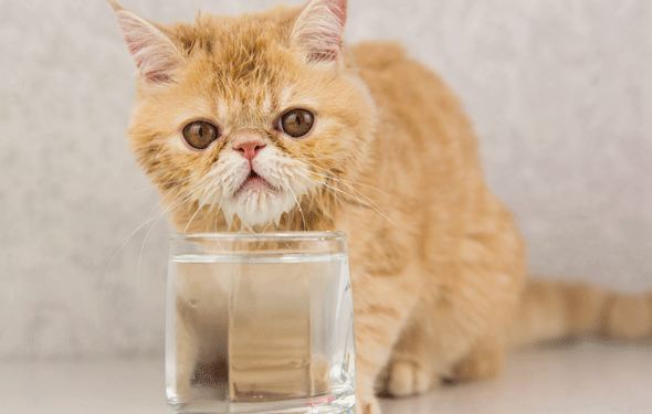 Que souhaitez-vous savoir