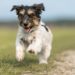 Qu’est-ce qu’un vaccin 5 en 1 pour chiens?