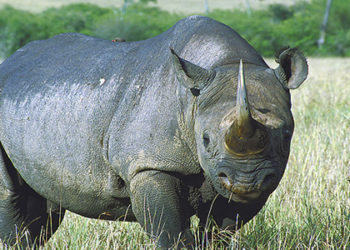 Rhinocéros de Sumatra – Informations sur les faits, le régime alimentaire et l’habitat