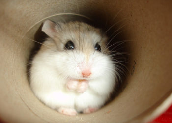 Roborovskis Hamster – Faits, informations et photos