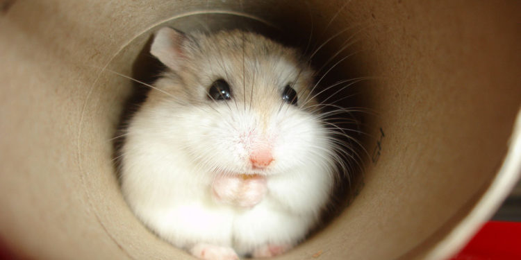 Roborovskis Hamster – Faits, informations et photos