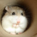 Roborovskis Hamster – Faits, informations et photos