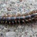 Stone Dwelling Centipede – Faits et informations