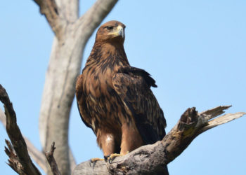Tawny Eagle – Informations sur les faits, le régime alimentaire et l’habitat
