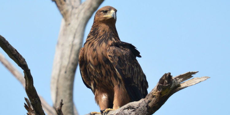 Tawny Eagle – Informations sur les faits, le régime alimentaire et l’habitat