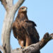 Tawny Eagle – Informations sur les faits, le régime alimentaire et l’habitat