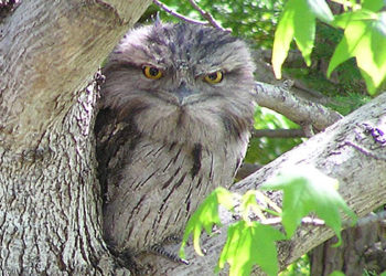 Tawny Frogmouth – Informations sur les faits, le régime alimentaire et l’habitat