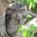 Tawny Frogmouth – Informations sur les faits, le régime alimentaire et l’habitat